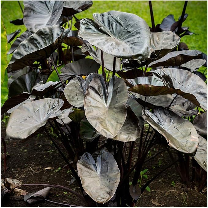 Colocasia esculenta Kona Coffee Elephant Ears Plant in 10.5cm Pot