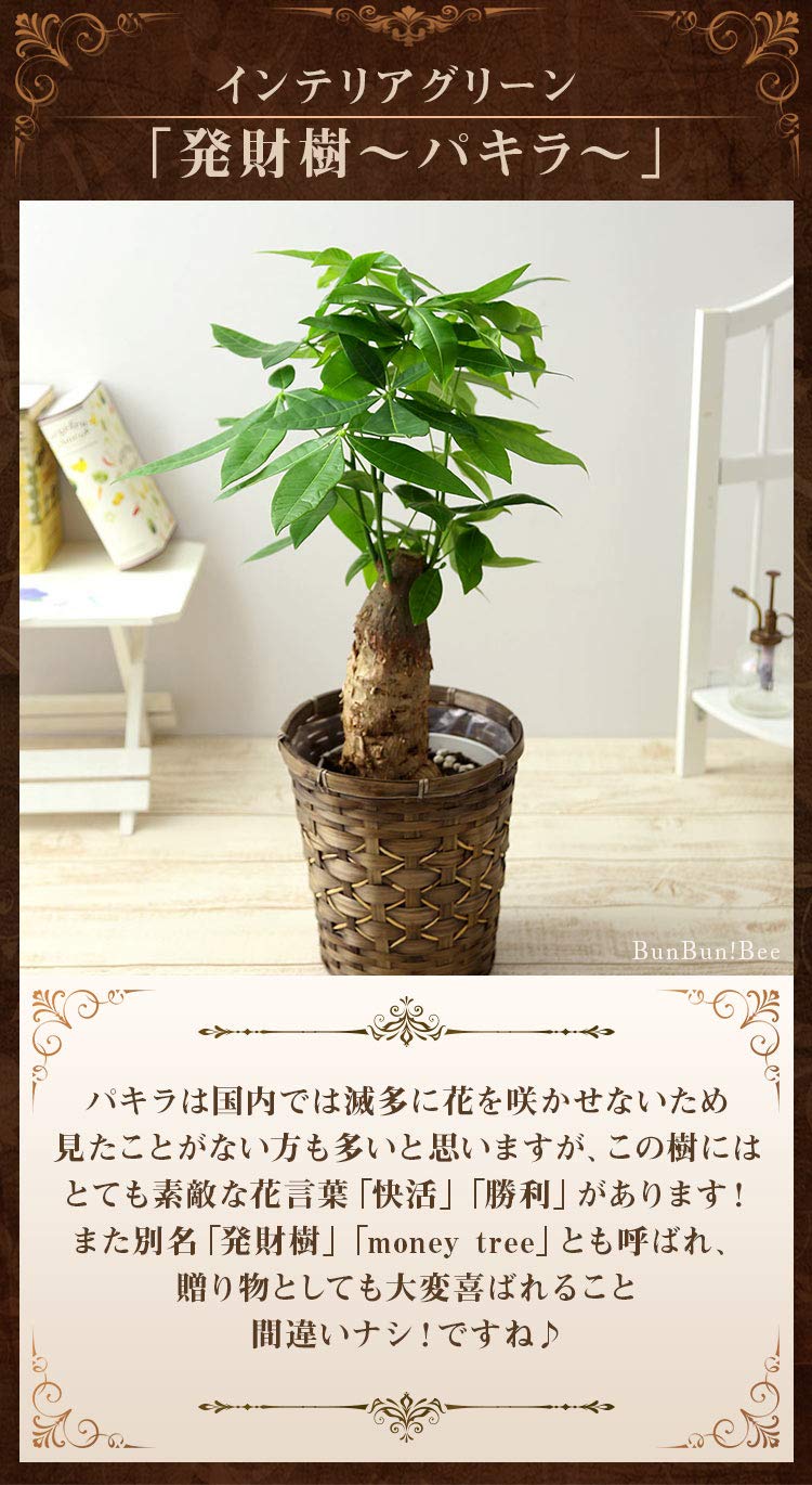 美しい花の画像 新着パキラ 花 咲かせ方