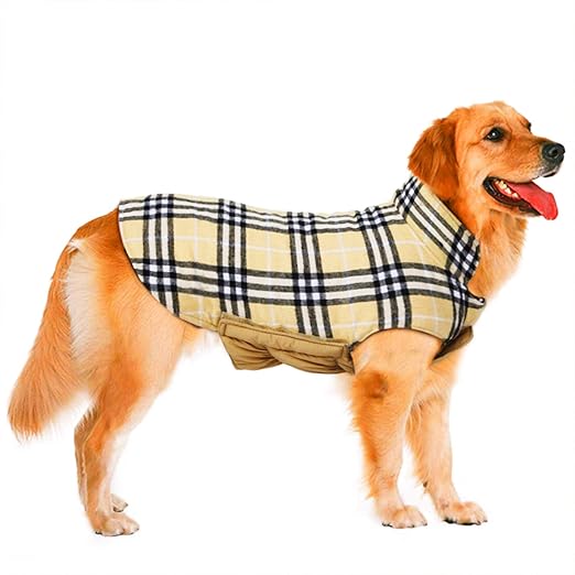 abrigo burberry perro