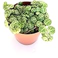 String of Turtles Plants Peperomia Prostrata Rare Succulent House Plants