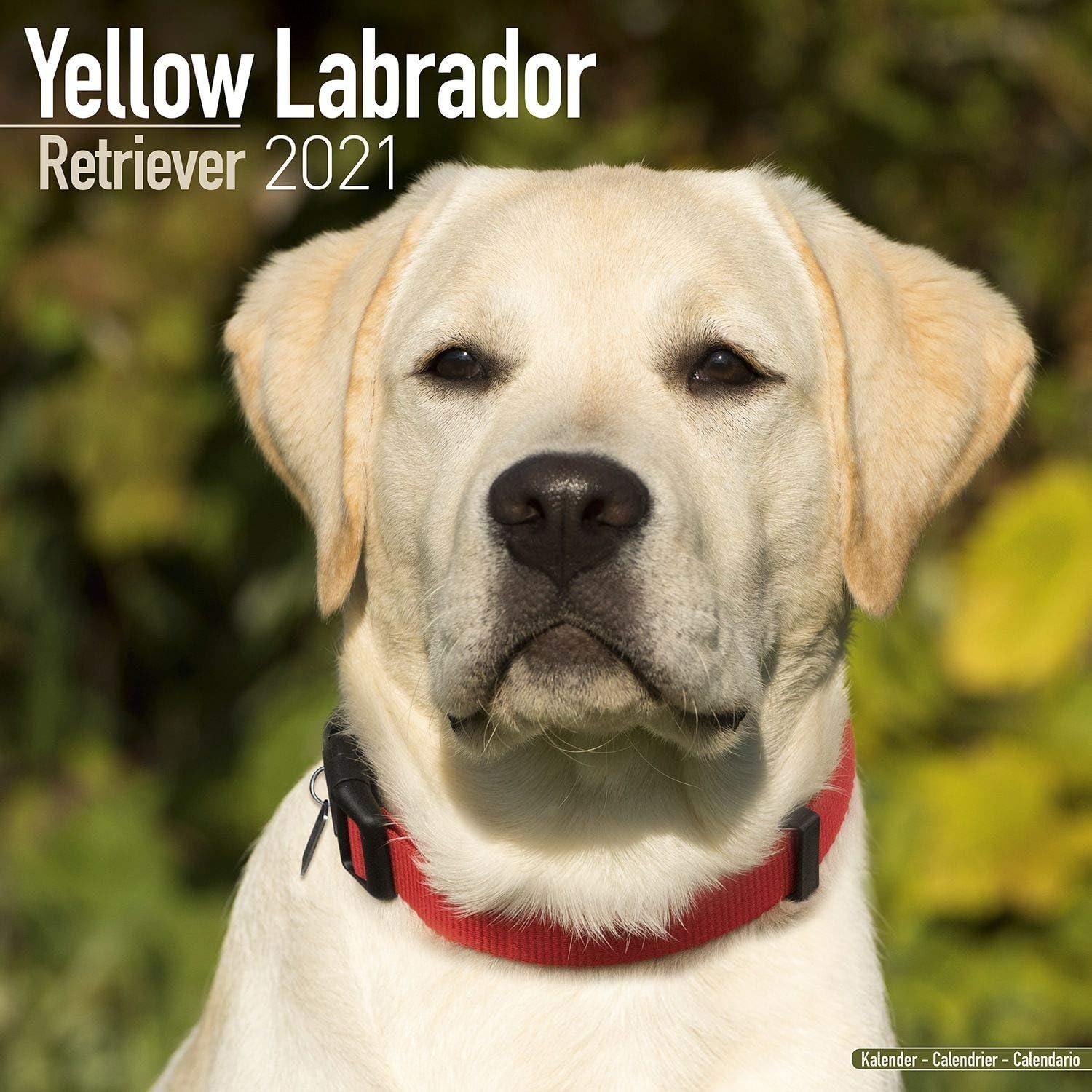 2024 2025 Labrador Yellow Calendar - Dog Breed Monthly Wall Calendar - 12 x 24 Open - Thick No-Bleed Paper - Giftable - Academic Teacher's Planner Calendar Organizing & Planning - Made in USA
