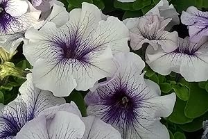 50+ Seeds Pelleted Petunia Seeds Limbo Silver Blue Petunia Seeds