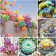 800pcs Mix Rare Succulent Seeds for Planting, DIY Bonsai Ornamental Plant, Open Pollinated Seeds Succulent Plant Seeds