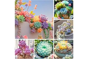 800pcs Mix Rare Succulent Seeds for Planting, DIY Bonsai Ornamental Plant, Open Pollinated Seeds Succulent Plant Seeds