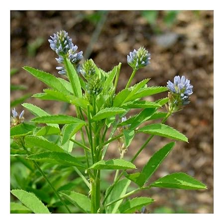 Blauer Steinklee - Schabzieger Klee - Bienenweide - Gewürz- + Arzneipflanze - 300 Samen