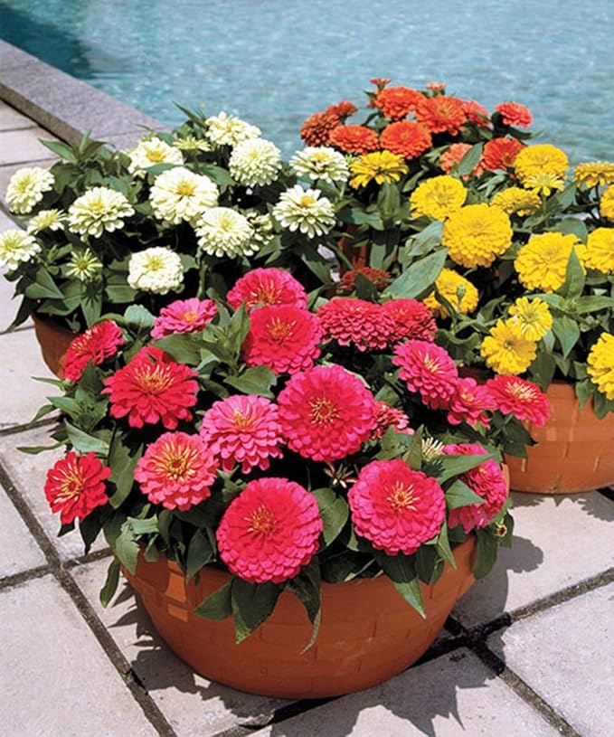 100 Zinnia Seeds Dreamland Mix Flower Seeds