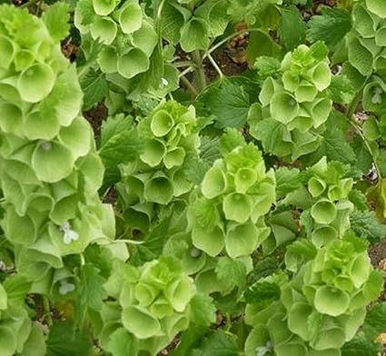 Amazon Co Jp 発芽種子 アイルランド花の種子の鐘 ユニーク バルク ホーム キッチン