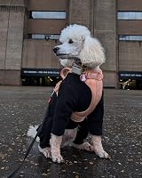 Pet Wiz Warm Four-Legged Dog Fleece Large Black Weather-Resistant view 6