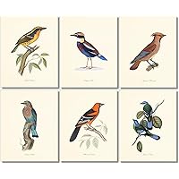 Amazon.com: Vintage Bird and Botanical Print Set No.7 Set of