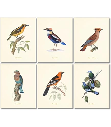 Amazon.com: Vintage Song Bird Prints by Ink Inc. | Nature Wall Art