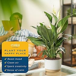 Costa Farms Peace Lily, Live Indoor Plant with