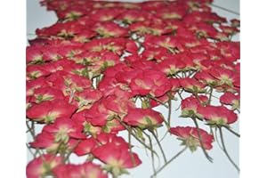UOKWIWI 12 pcs Red China Rose with Stem Real Natural Dried Pressed Flowers for Resin Scrapbooking DIY Candle Decoration Jewelry Crafts