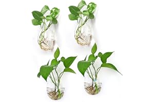 IVOLADOR I Ivolador 4PCS Wall Hanging Propagation Glass Plant Terrarium Container Egg Shape Perfect for Propagating Hydroponic Plants Home Office Garden Decor Wedding