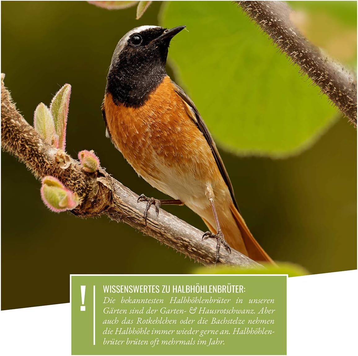 Wildtier Herz Nistkasten Fur Rotschwanzchen Rotkehlchen Co