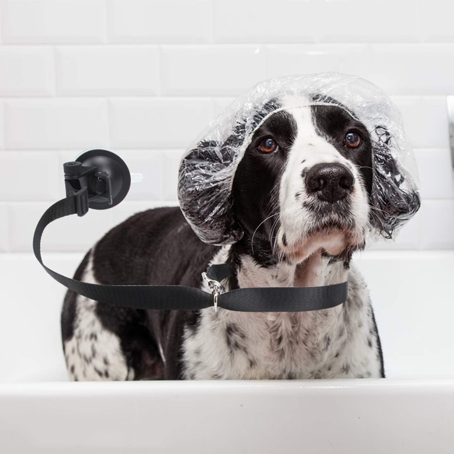 dog bathing tether
