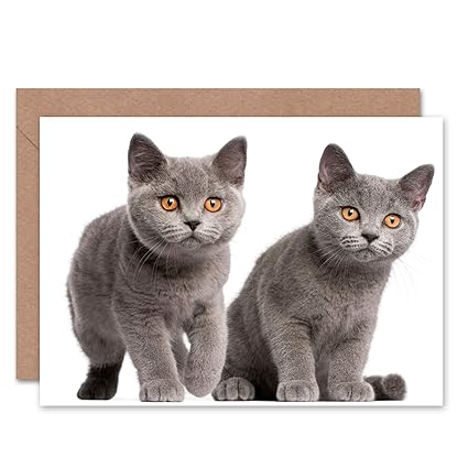 Wee Blue Coo British Shorthair Kittens Orange Eyes Paws Blank