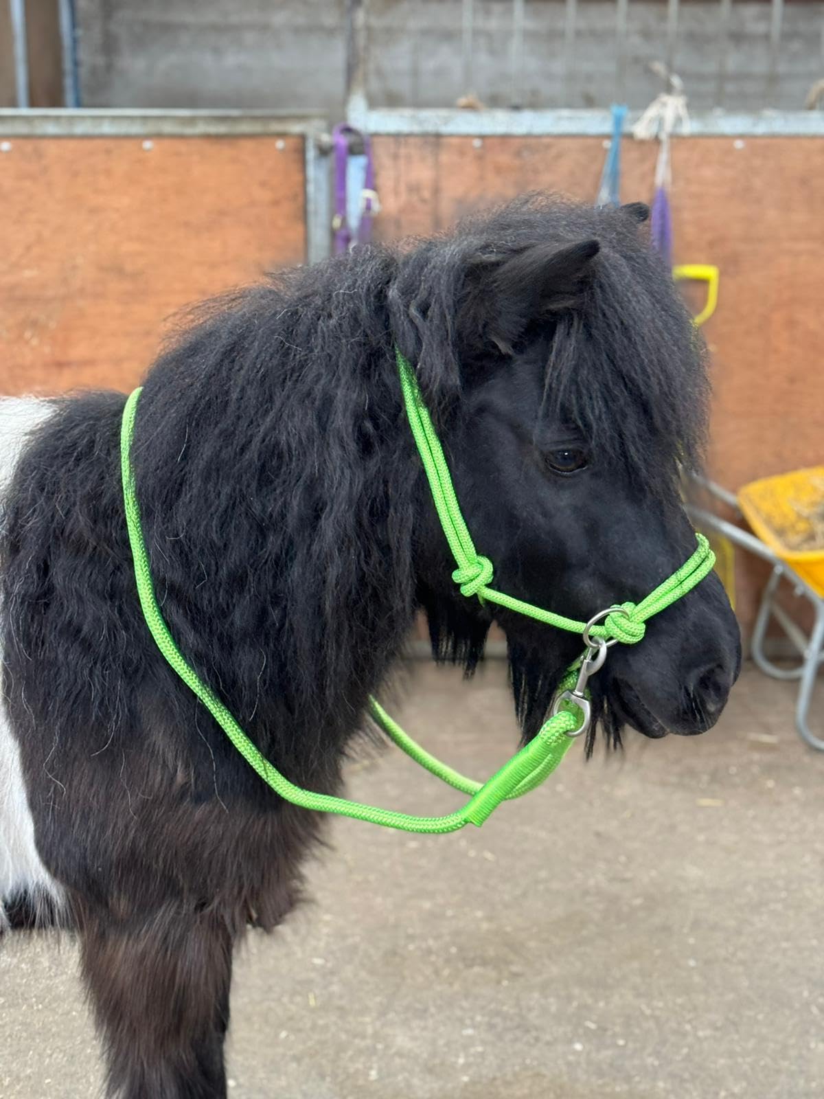 Rope headcollar with Reins for use of Bitless Horse Riding Full to Mini Shet 5 Colours (Neon Green, Pony)