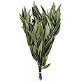 Vickerman 18" Green Weeping Willow Eucalyptus Bundle Long Stem - 5 oz Bundle 2 - Real Preserved Foliage Decor for Home or Everyday Arrangements - Plant Bundle