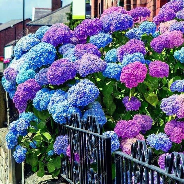 Generic 25pcs Blue Pink Purple Hydrangea Seeds