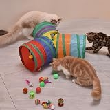 ACNCN 22 Pcs Cat Toys Set Interactive Indoor Kitten Toys Rainbow view 5