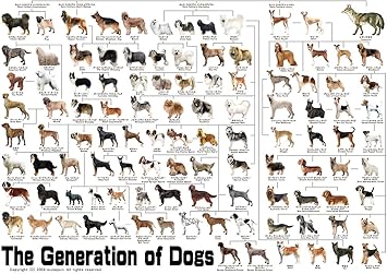 Amazon 犬の系統図 最新版 A1サイズ The Generation Of Dogs アートフレーム ポスター オンライン通販 Amazon 犬の系統図 最新版 A1サイズ The Generation Of Dogs アートフレーム ポスター オンライン通販