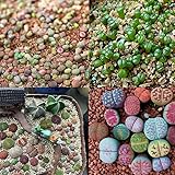 Chicoco Seed,Lithops Seeds 100Pcs Mixed Lithops