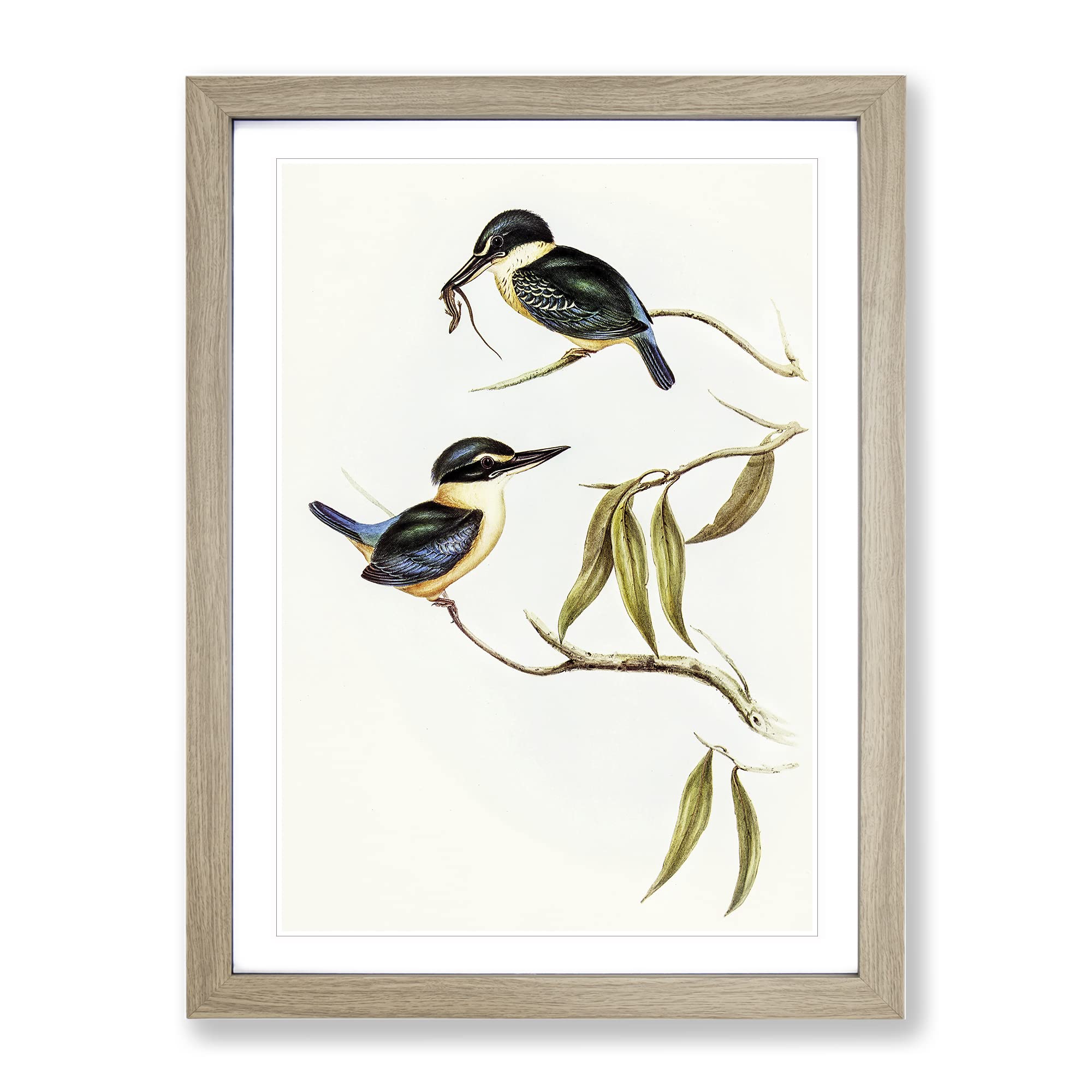 Sacred Halcyon Kingfishers By Elizabeth Gould Vintage Framed Wall Art Print, Ready to Hang Picture for Living Room Bedroom Home Office Décor, Oak A3 (34 x 46 cm)