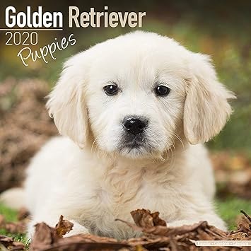 Amazon Com Golden Retriever Puppies Calendar 2020 Dog Breed