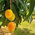 Grafted Mango Tree - Live Fruit Tree in a 3 Gallon Pot - Variety is Grower's Choice Based on Season, Health and Availability - Tropical Edible Fruit Bearing Tree