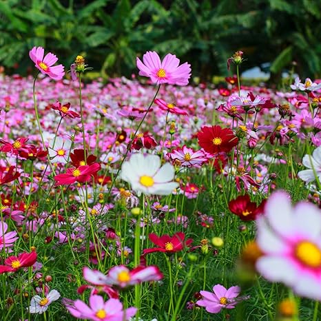 Crazy For Cosmos Cosmos Bipinnatus Non Gmo Cosmos Flower Seed Mix Bulk Package Of3000 Seeds 20g Amazon Co Uk Garden Outdoors