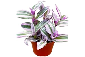 The Succulent Cult 4” Live Tradescantia Nanouk, Easy to Grow Live Houseplant, Growers Choice Indoor/Outdoor Plant in Container with Potting Soil Mix, Home Décor Planting Kit, Outdoor Garden Gifts