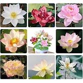 120 Pcs Mixed Color Bonsai Bowl Lotus Seeds,Easily Low Maintenance for Water Features Bonsai Lotus Flower Ornamental Pond and Home Planting