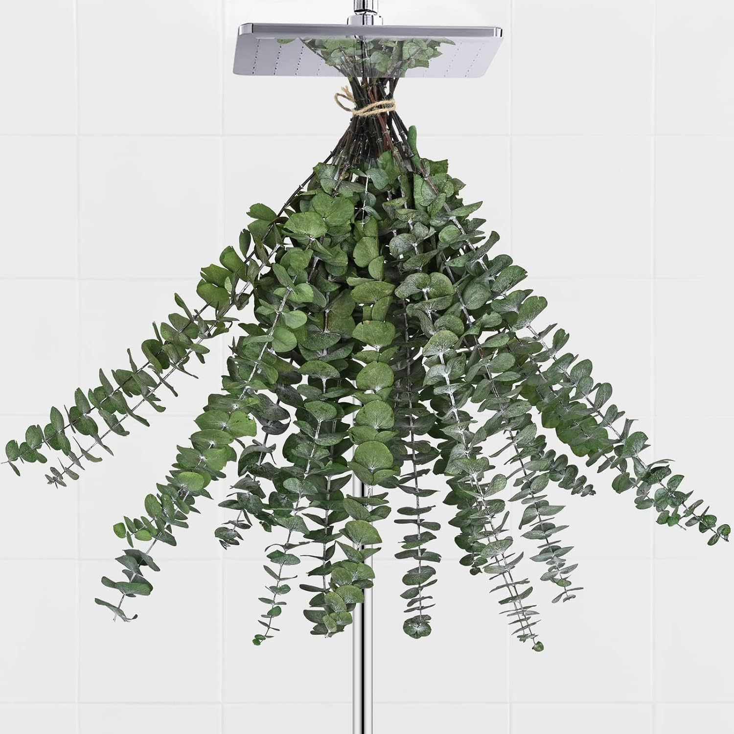 Dried & Preserved Flora - Yastouay 12Pcs 17