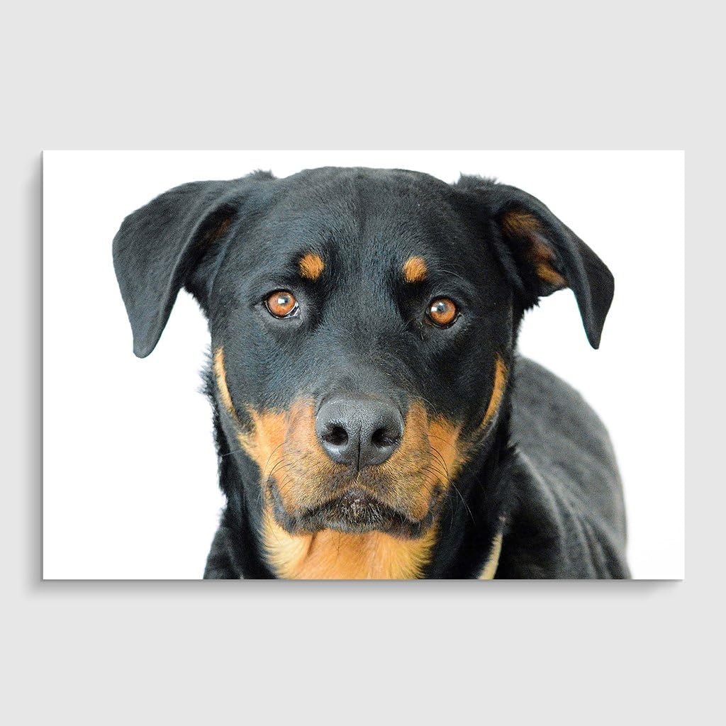Arty Pie "Rottweiler Puppy Dog" Poster Print, Multi-Colour, A3 Size, 16.5 x 11.7-Inch