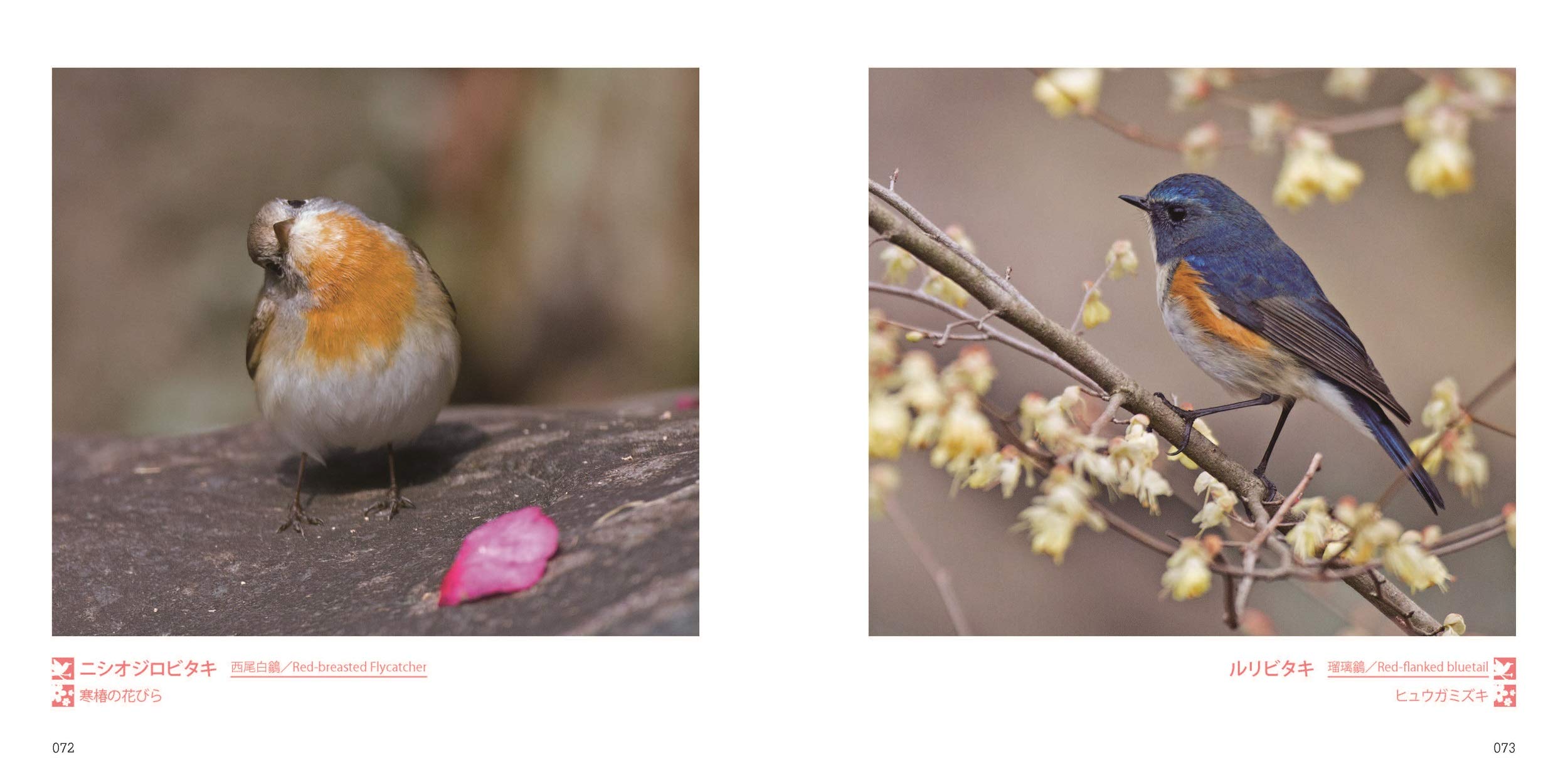 ほっこり鳥日和 拓哉 叶内 本 通販 Amazon