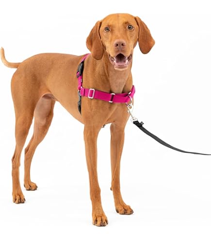 FLAVOR.× PORTER DOG RUCK Porter Backpack Porter Containers For Food Cleverpup