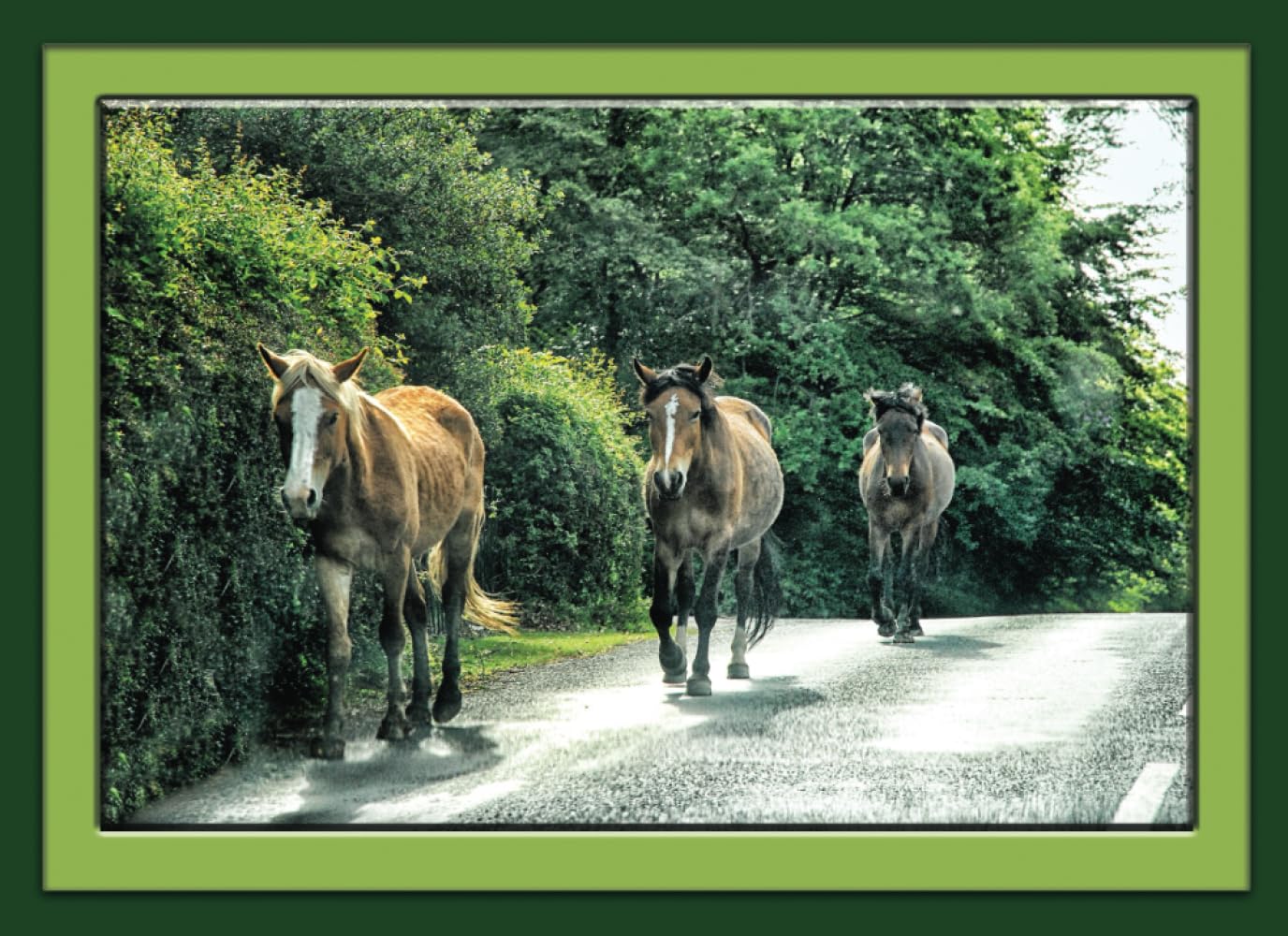 New Forest Ponies, Notebook: Notebook, Journal, Gift Book (Animal Notebooks)