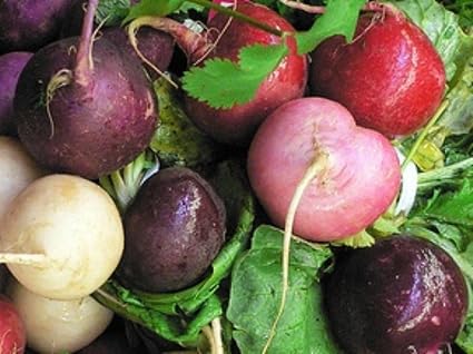 Amazon Com 75 Radish Easter Egg Mix Seeds Root Vegetable Tasty