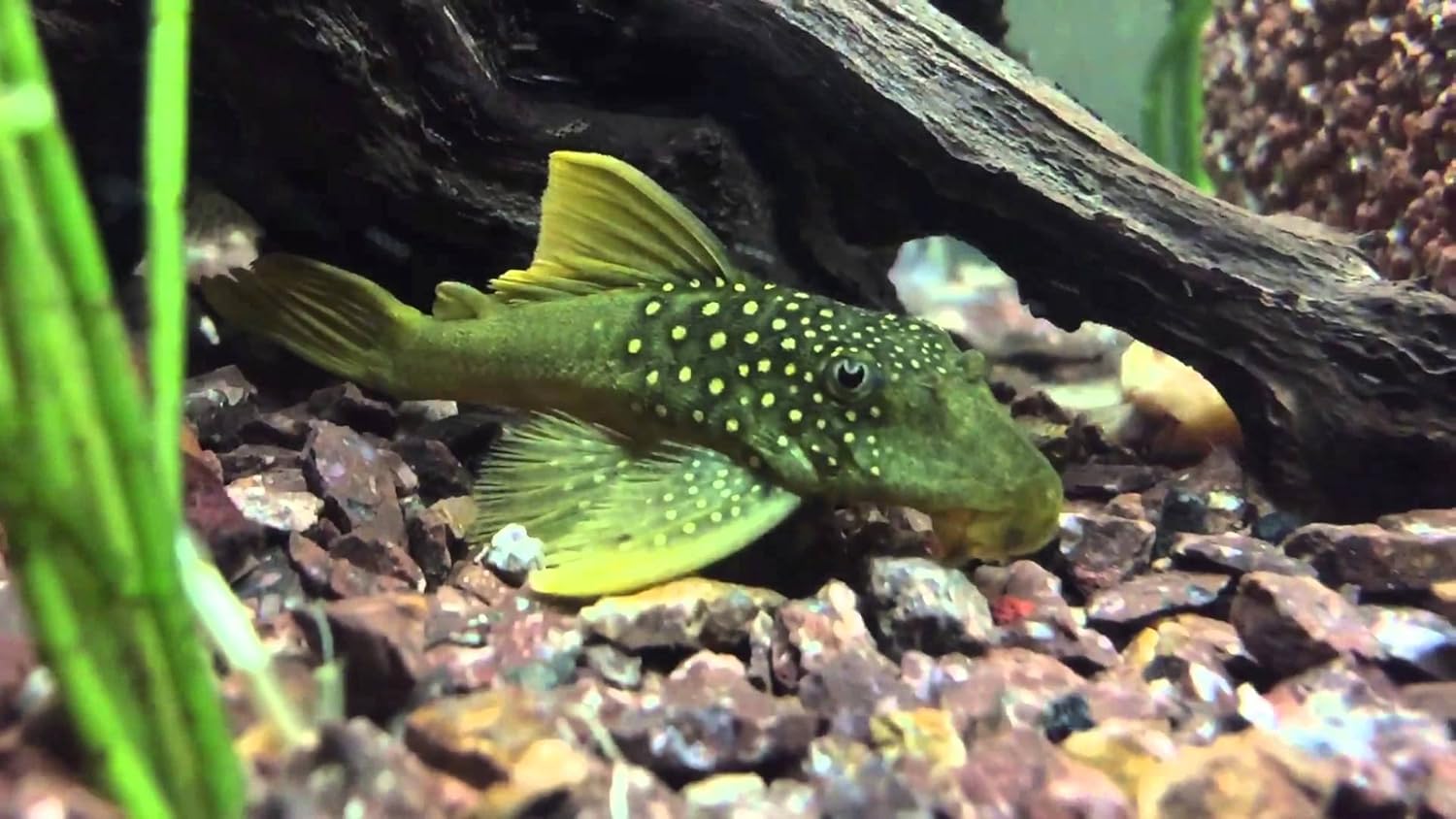 green phantom pleco care