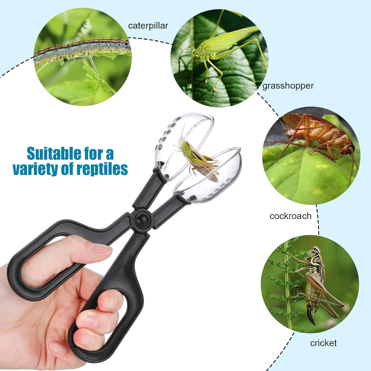 automatic cricket feeder