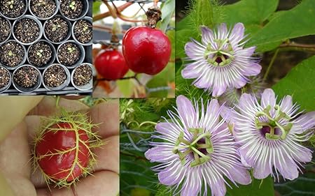 Creative Farmer Live Plant Passion Flower (Less Acidic Than Yellow Passionfruit) Garden Plant(1 Healthy Live Plant)