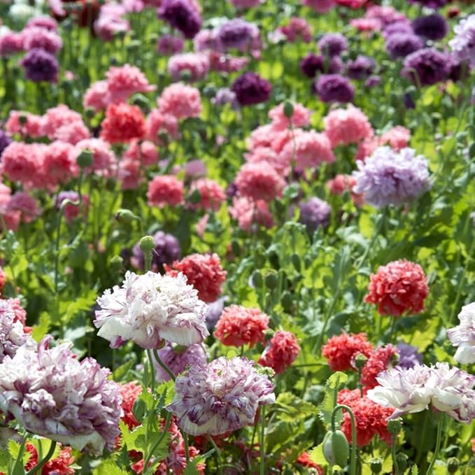 Corn Poppy gemischt Samen - Papaver rhoeas