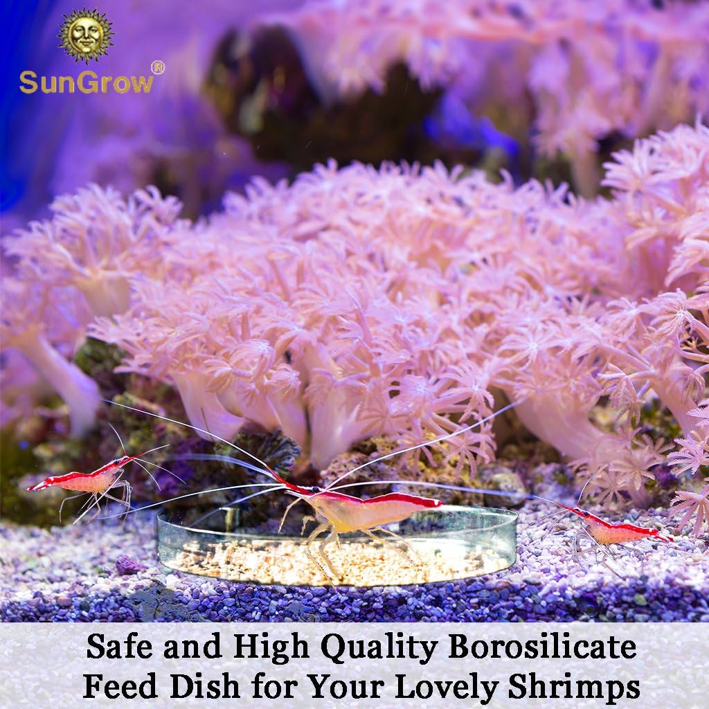 Tough Borosilicate Glass Shrimp Feed Dish, Never Run Out of Food, Prevent Spills, Heavy-Duty - Image 5