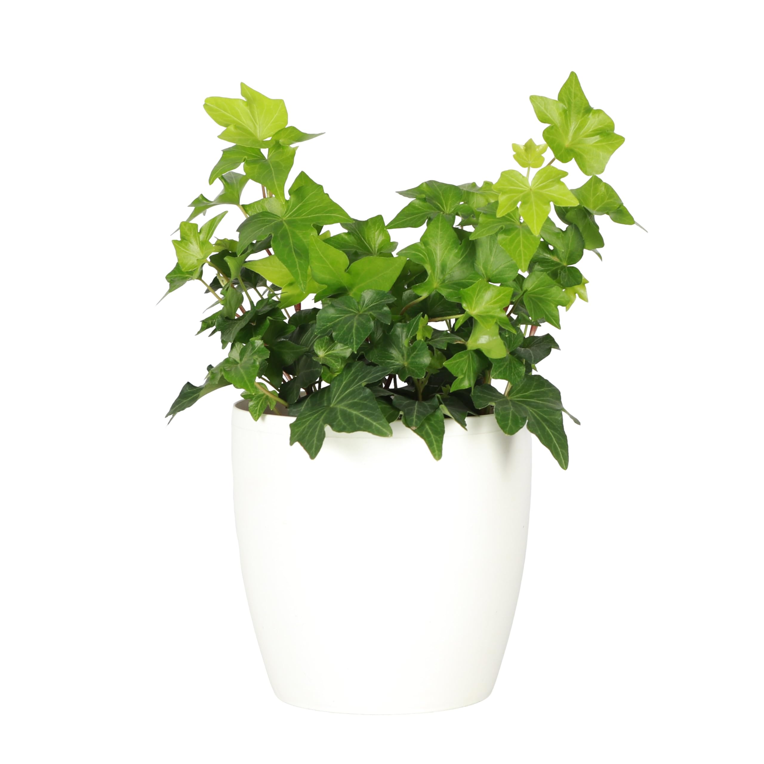 Thorsen's Greenhouse Live Green English Ivy