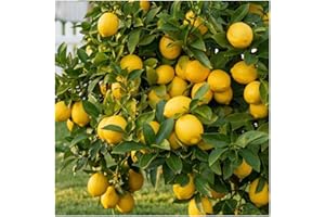 30 PCS Lemon Tree Organic Seeds, Lemon Tree Seeds Non-GMO Heirloom Seeds, Home Garden Growing (Yellow)