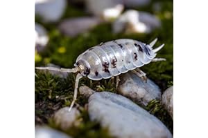 TC INSECTS 25 Dairy Cow Isopods for Sale | Pill Bug Rolie Poly | for Bioactive Terrariums