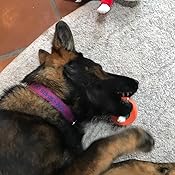 vise grip bully stick