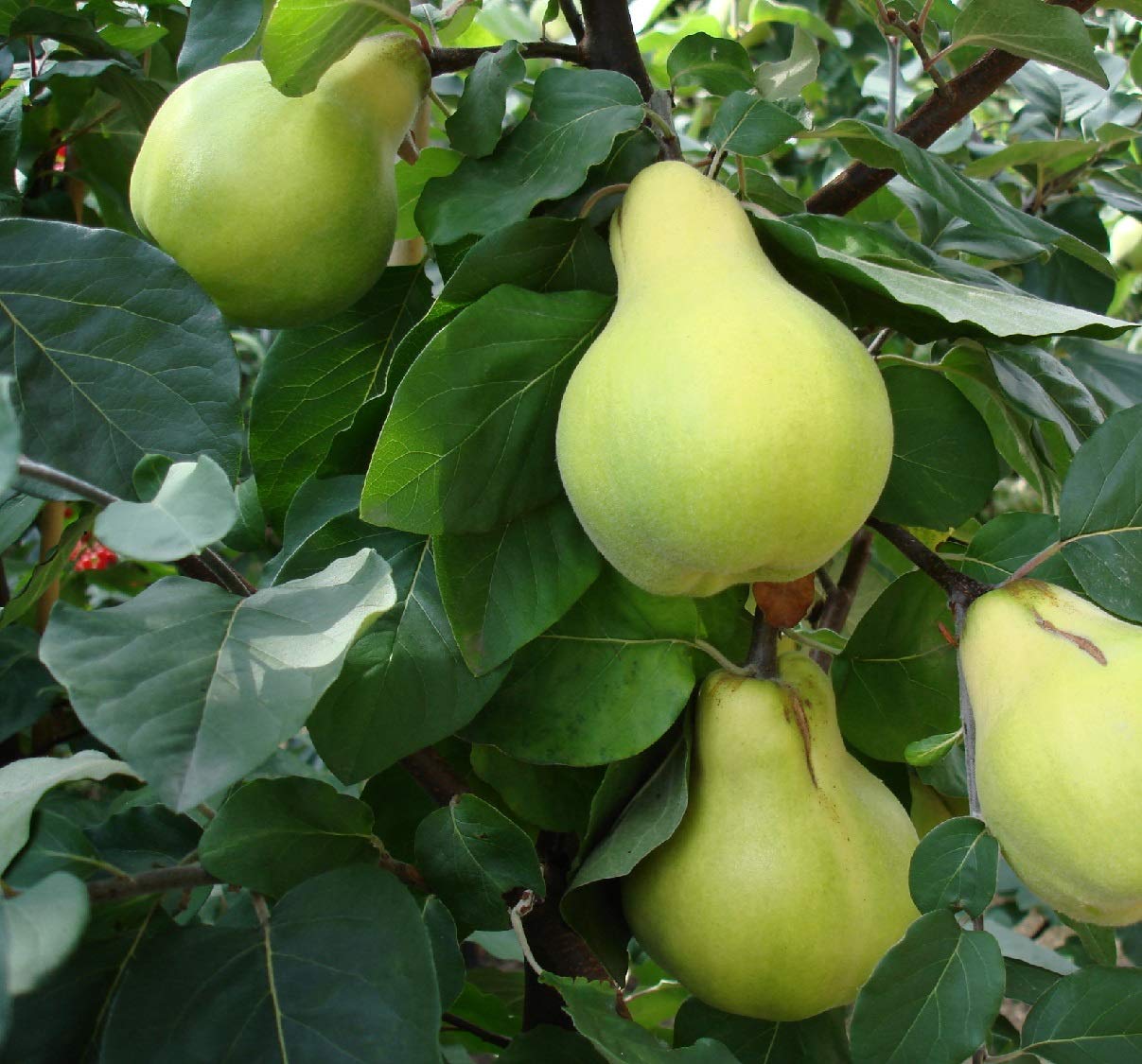 Patio Dwarf Leskovacks Quince Fruit Tree 34ft Supplied in a 5 Litre