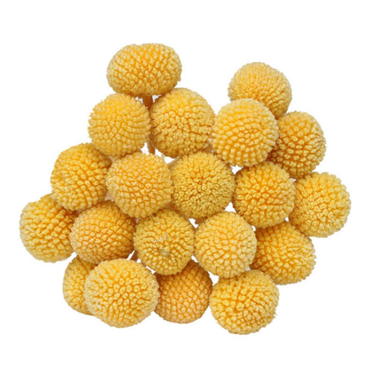 INVISIKAYAK Craspedia globosa Material Flower Immortal Eternal Flowers Gift (golden, 40pcs)