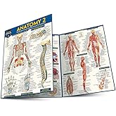 Anatomy 2 - Reference Guide (8.5 x 11): a QuickStudy Laminated Reference Guide (Quick Study Academic)
